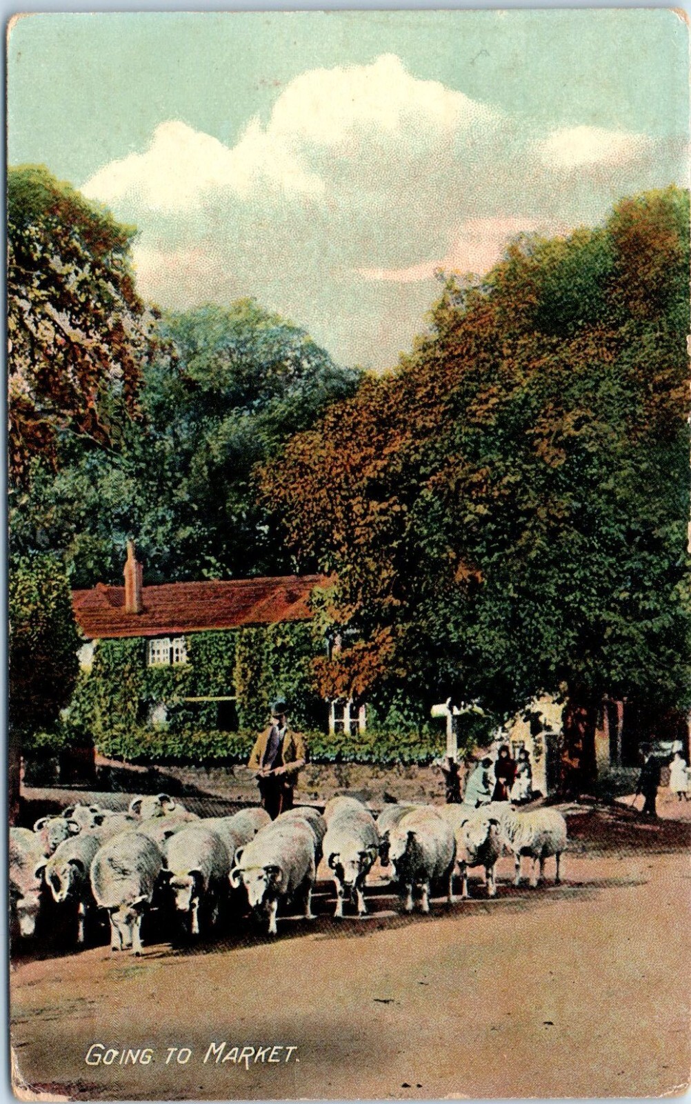 Herd of Sheep Going to Market,  Postcard c1912