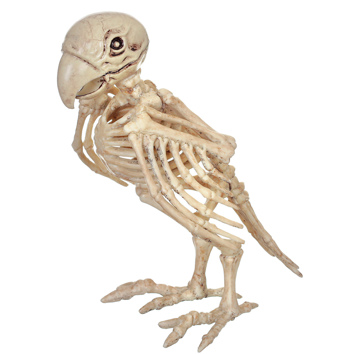 Skeleton Parrot Prop - Joe-Anne Company Intl. Inc.