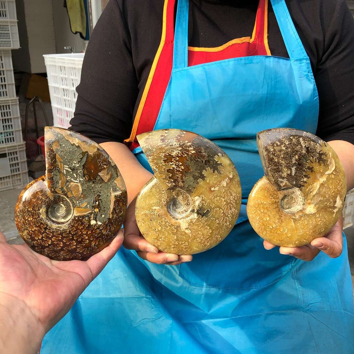 3pcs 4.2LB Polishing and Restoration of Natural Conch Specimens Madagascar 4686