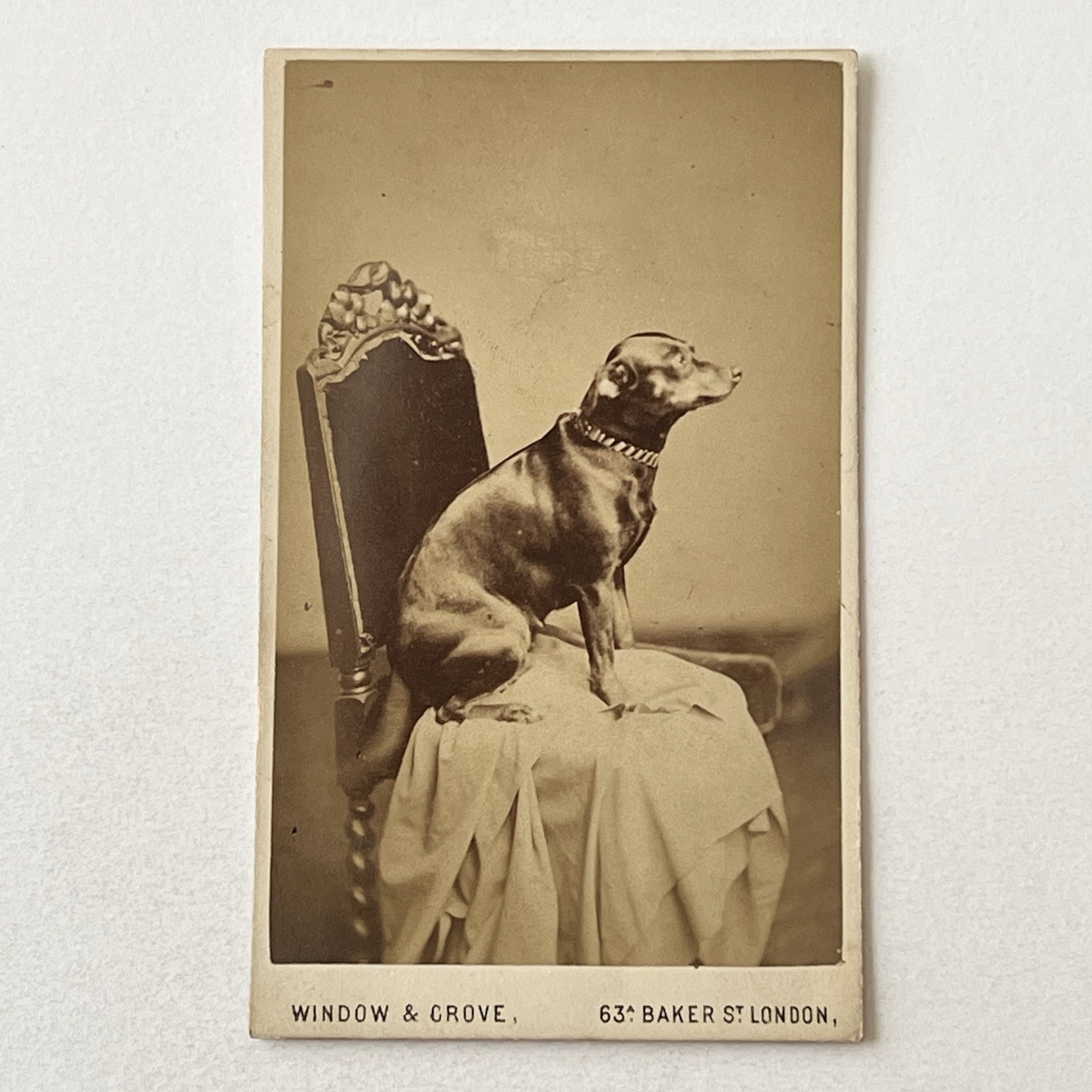 Antique CDV Photograph Adorable Small Terrier Dog Good Boy Sitting Chair London