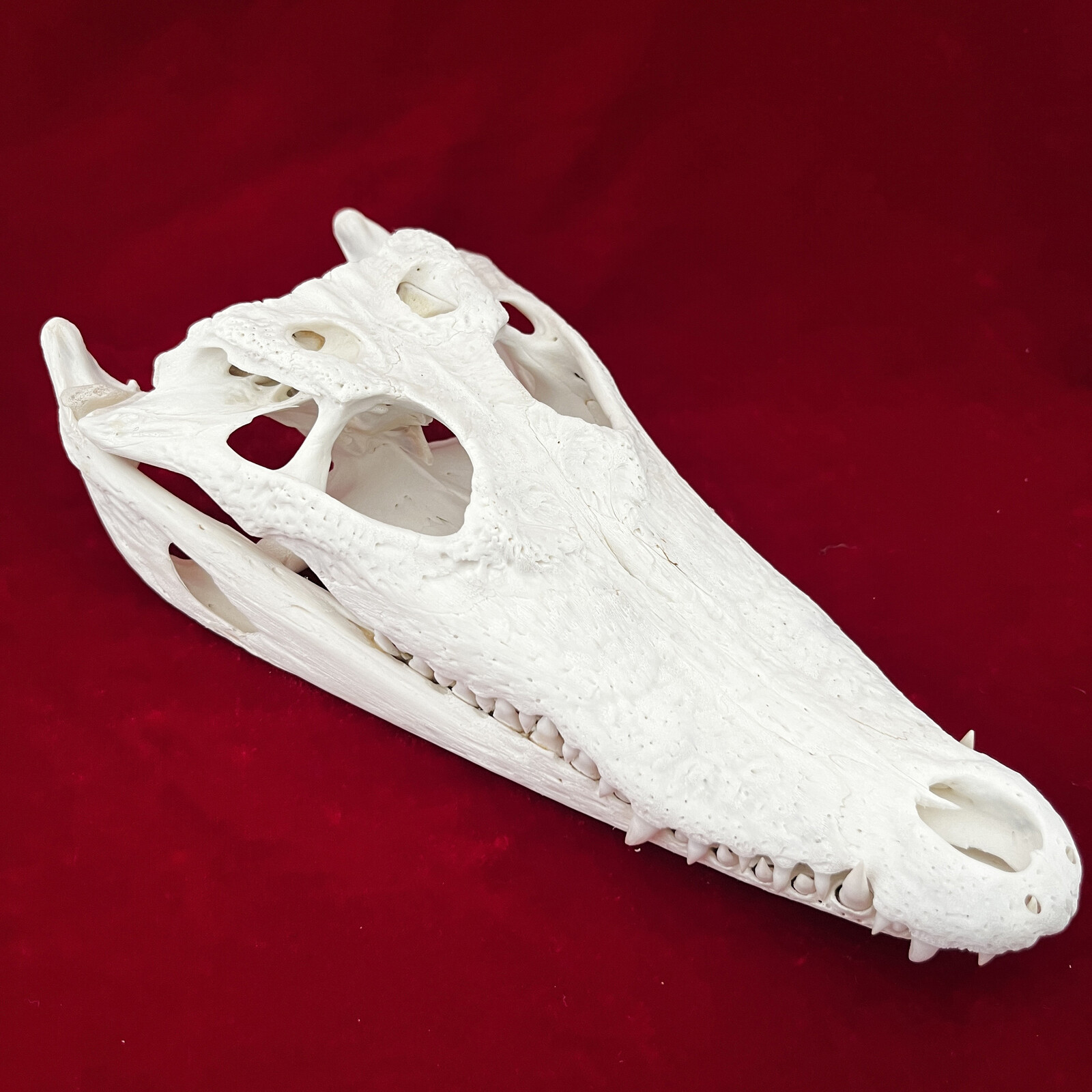 1PC Crocodile Head Skull Specimen Skeleton Animal Specimen Decor Collection