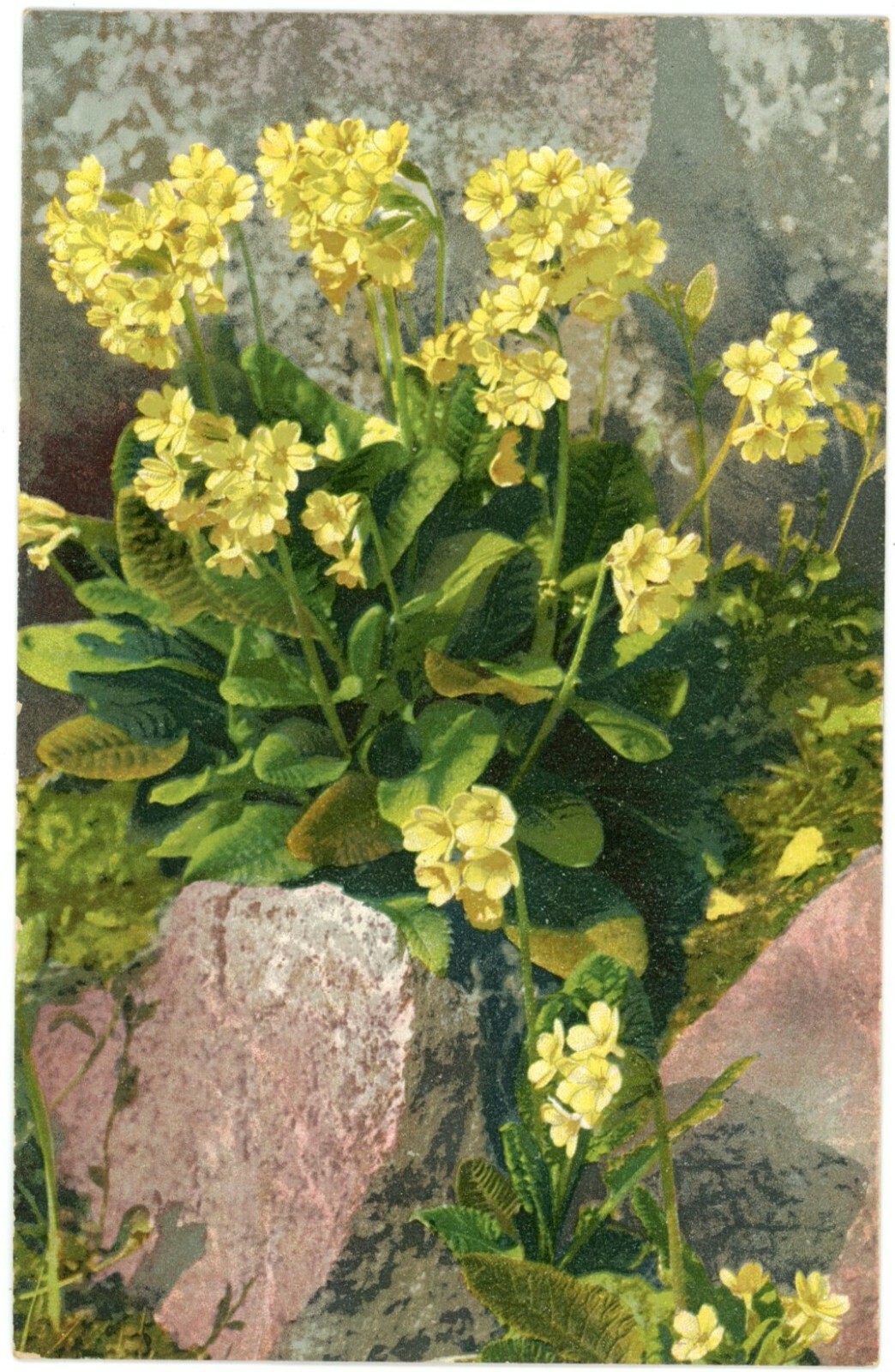 Yellow Wildflowers Botanical Poly-Chrome Undivided Back Postcard c1905 Unused