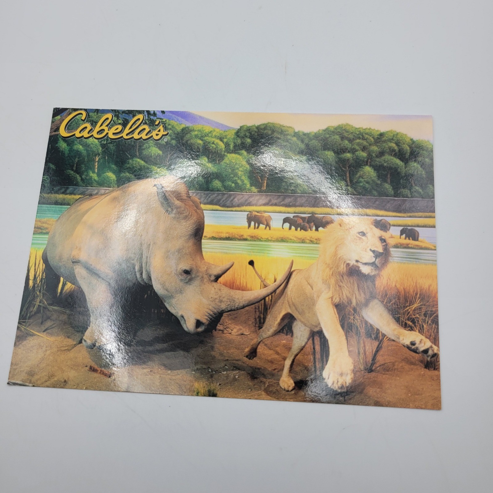 Cabelas African Rhinoceros White Rhino Lion Wildlife Postcard Dundee Michigan