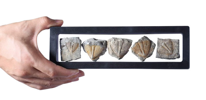 Set of 5 Real Trilobite Tail Fossils - Authentic 450 Million Year Old Collection