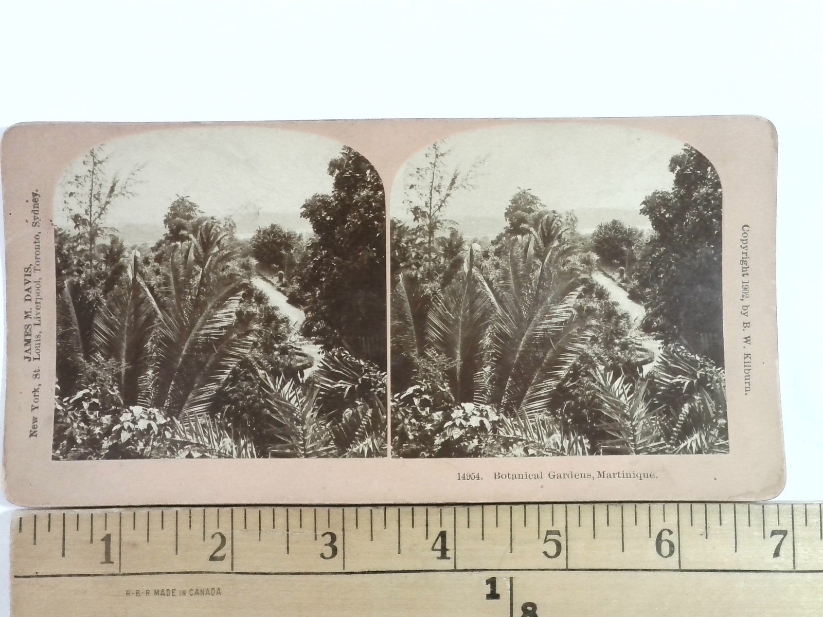 Botanical Gardens Martinique Stereoview B. W. Kilburn 1902 Curved Mount Tropical