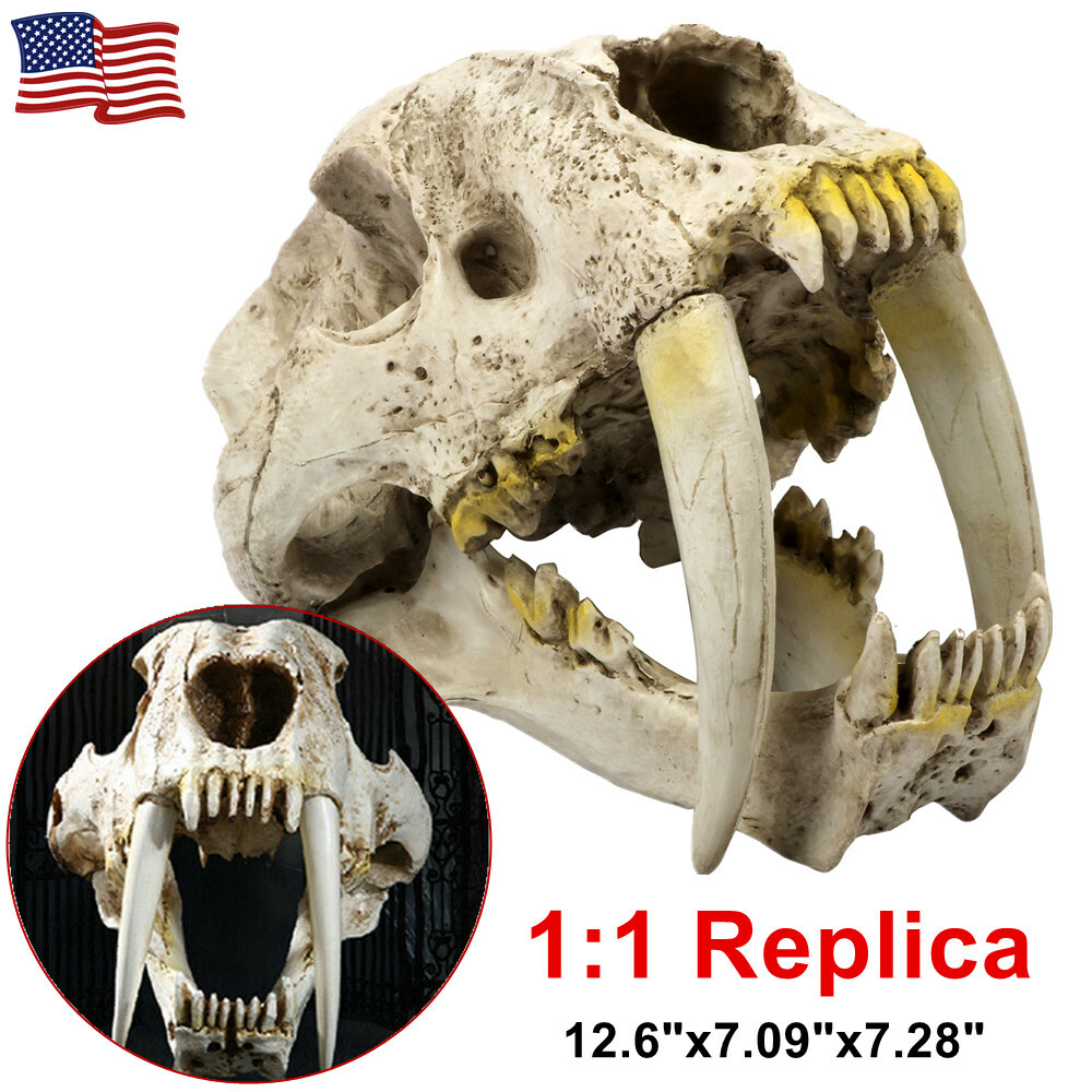 Life-Size Saber-Toothed Tiger Smilodon Skull Replica Model