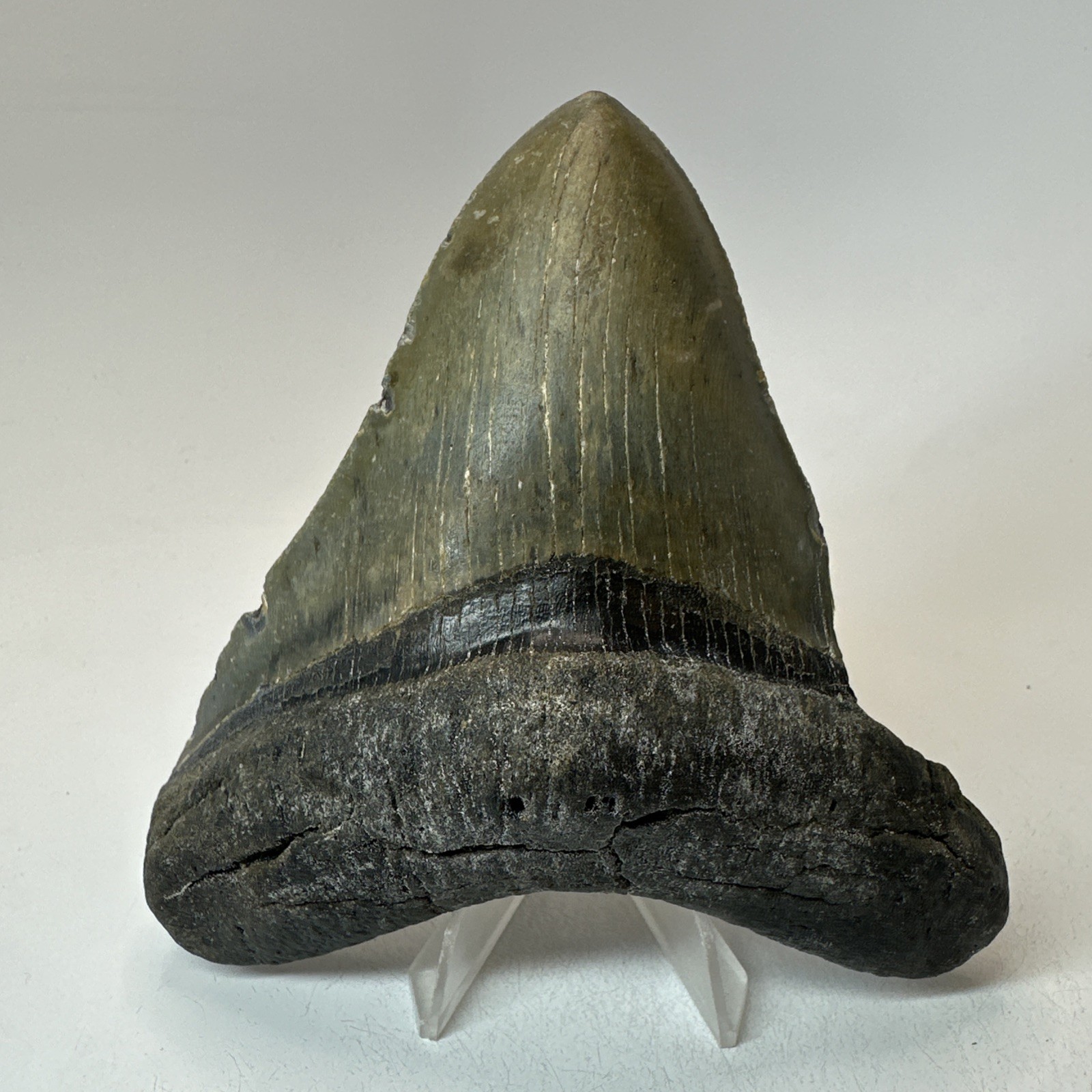 Megalodon Shark Tooth 4.72 Inch - Unique Shape - Wide Fossil - Real Teeth 20334