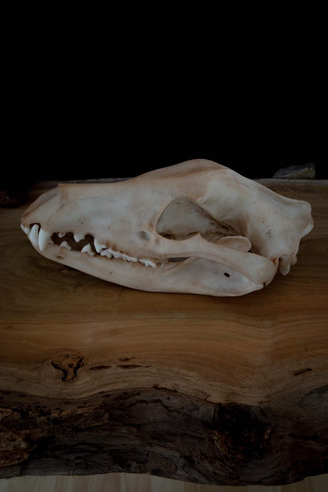 Tasmanian Tiger (Thylacine) Skull Replica – Life Size Extinct Marsupial Display