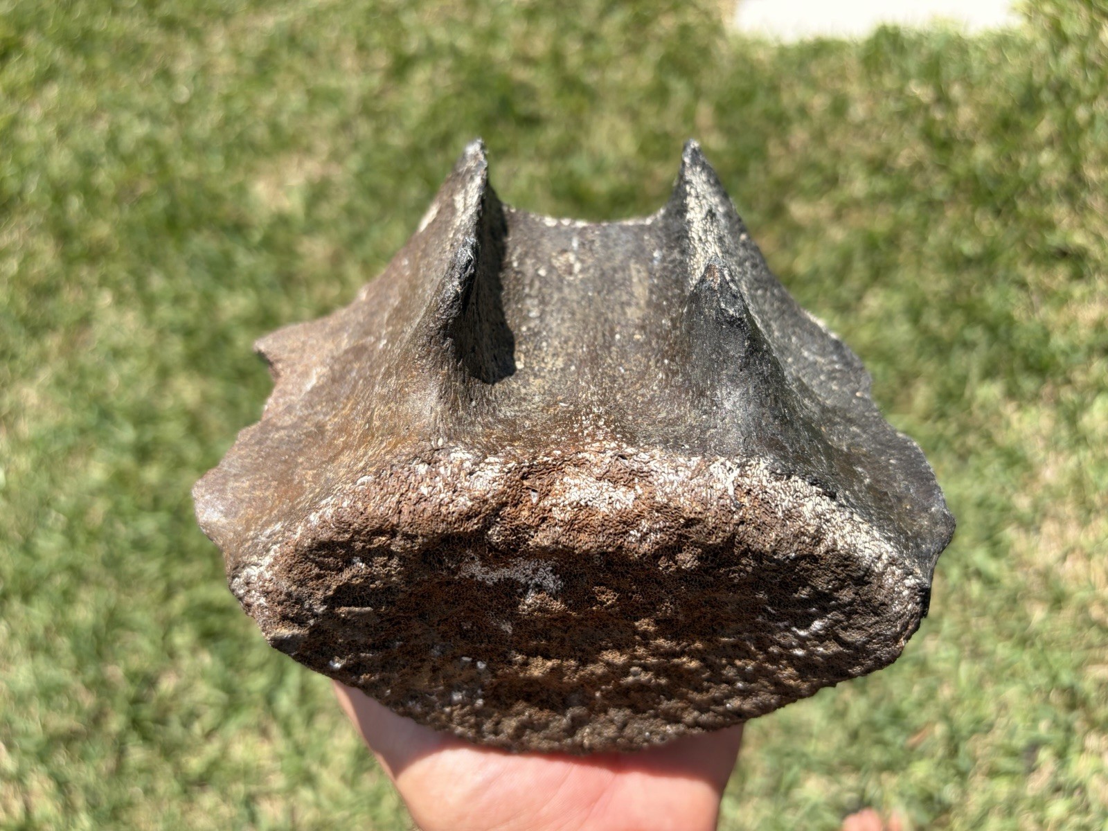 HUGE LEVIATHAN FOSSIL VERTEBRA BACK BONE SKULL FOSSIL