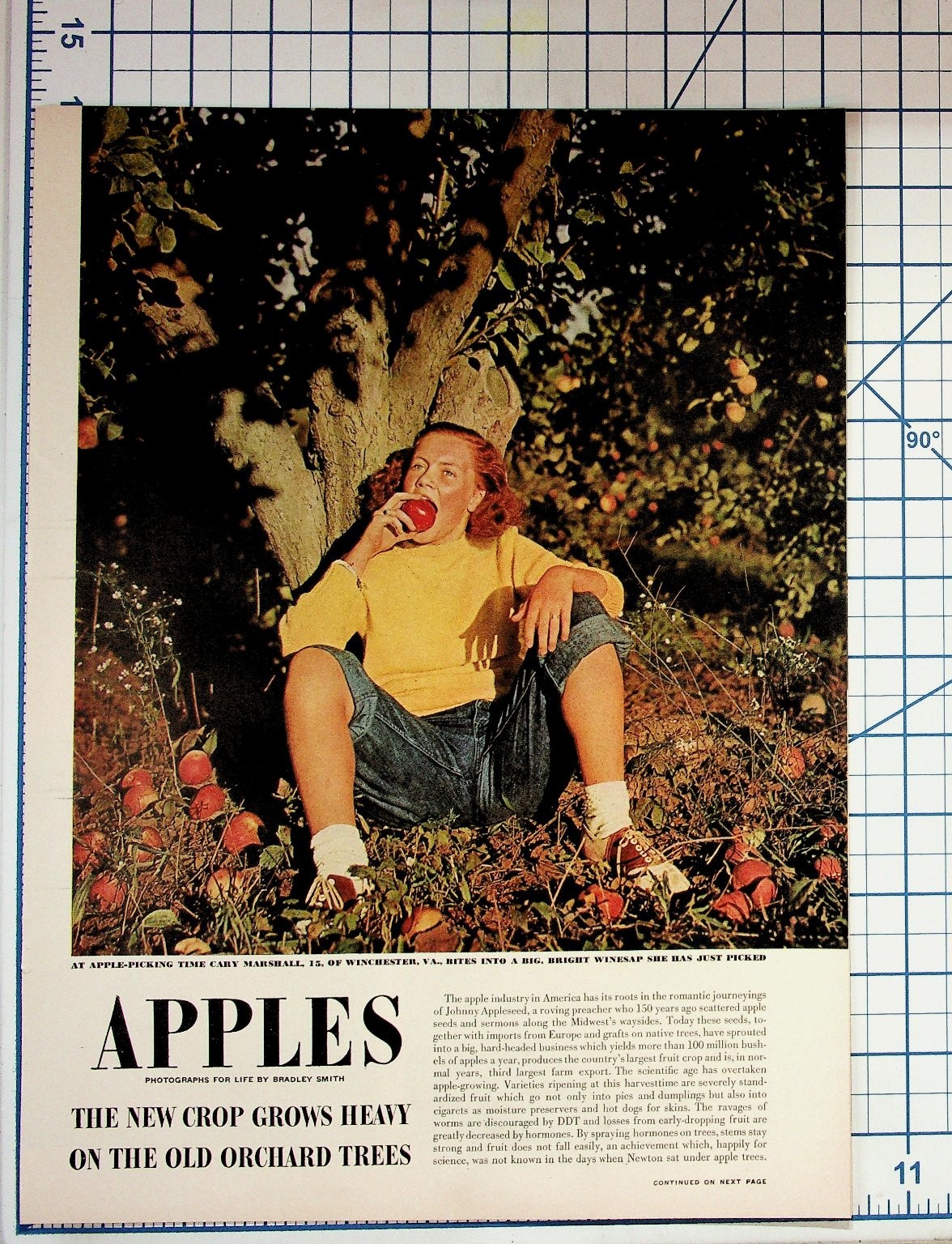 Vintage 1950s LIFE Magazine Article Apple Industry Orchard Farming Virginia
