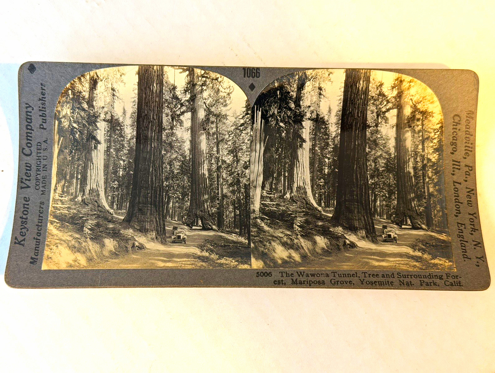 Giant Redwood Trees  1906 Mariposa,Ca. Rare
