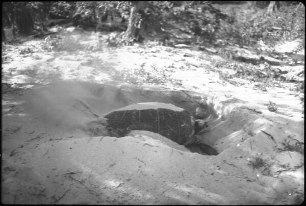 Queensland Sea turtle laying eggs Heron Island Great Barrier Ree - Old Photo 4