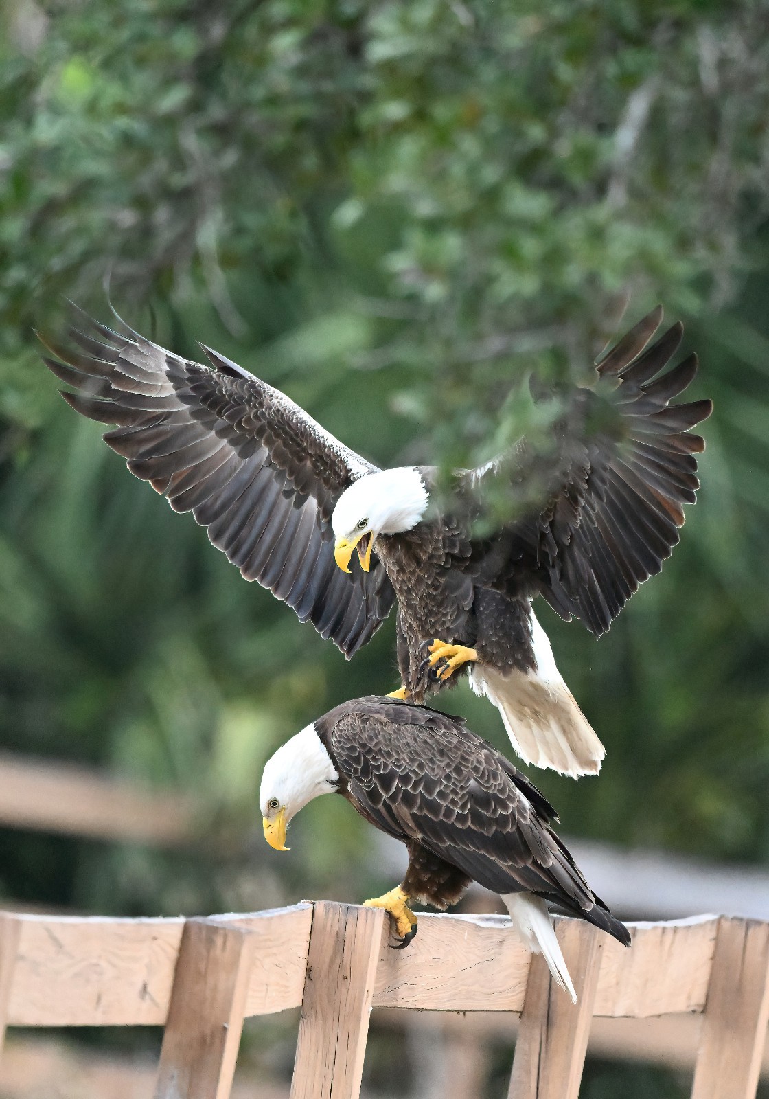 photograph of two American bald eagles mating (13x19 print)