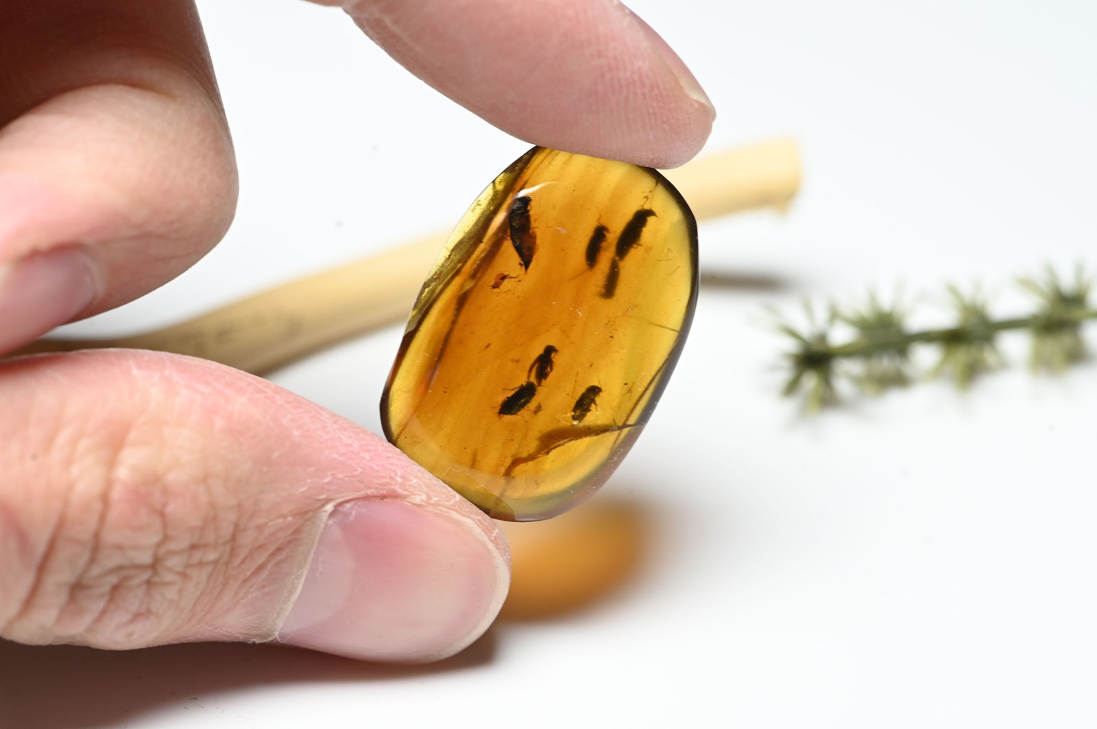 Swarm of 7 Coleoptera (Beetle), Fossil Insect Inclusion in Burmese Amber