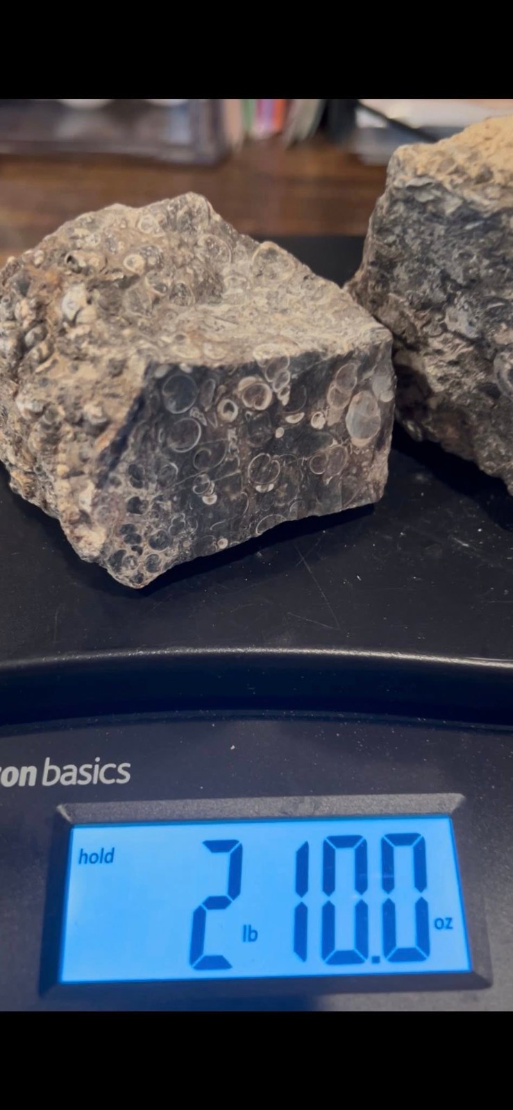 SALE 2lbs 10 ozs Turtilla Fossil  Lapidary Rough Stone Slab 2 lbs 10 ozs TF2