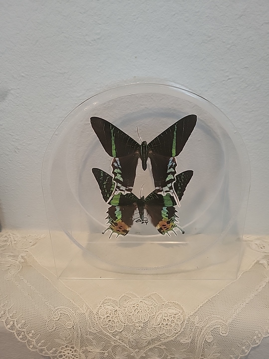 Vtg Real Green Page and Sunset Moth Butterfly Signed 2004 Frame Acrylic  Display