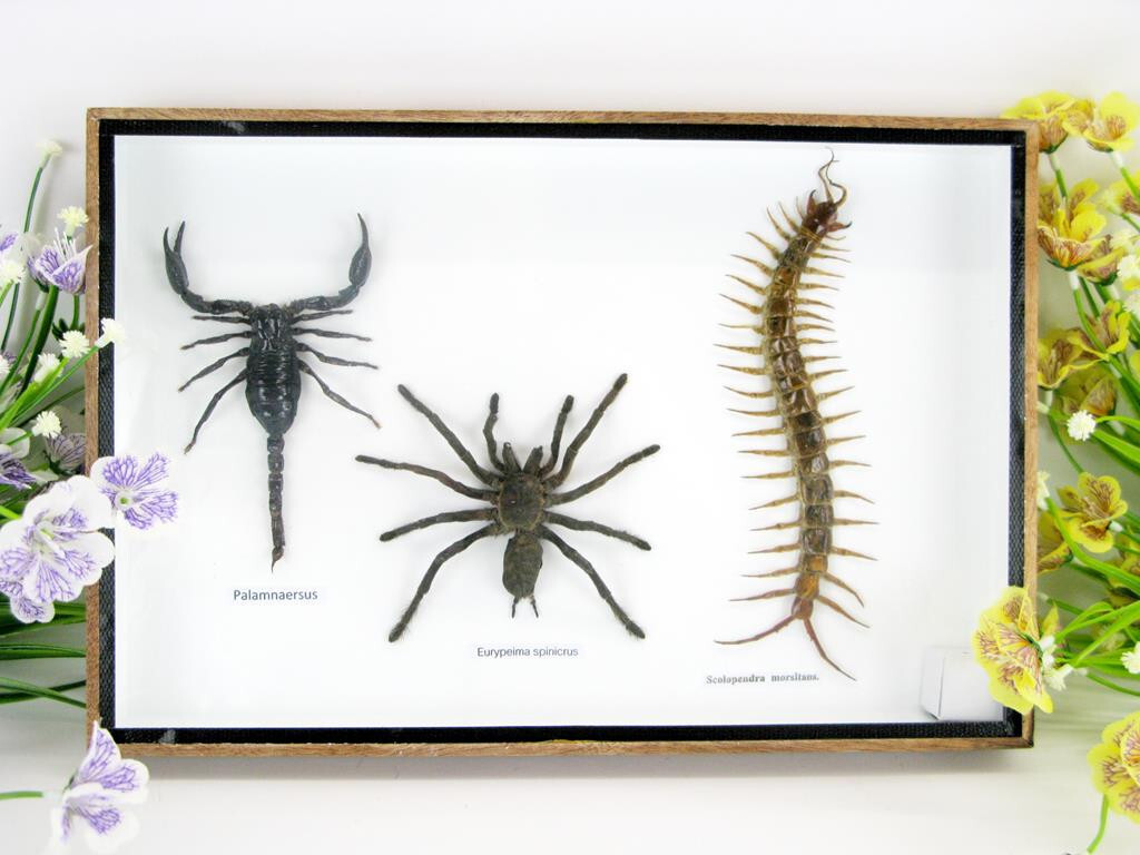 XXL poison box with tarantula, scorpion, centipede - showcase - museum quality