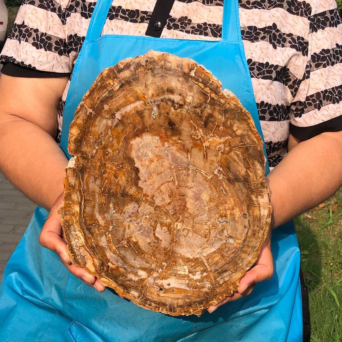 5.06LB Large Natural Petrified Wood Crystal Fossil Slice Shape Specimen Healing