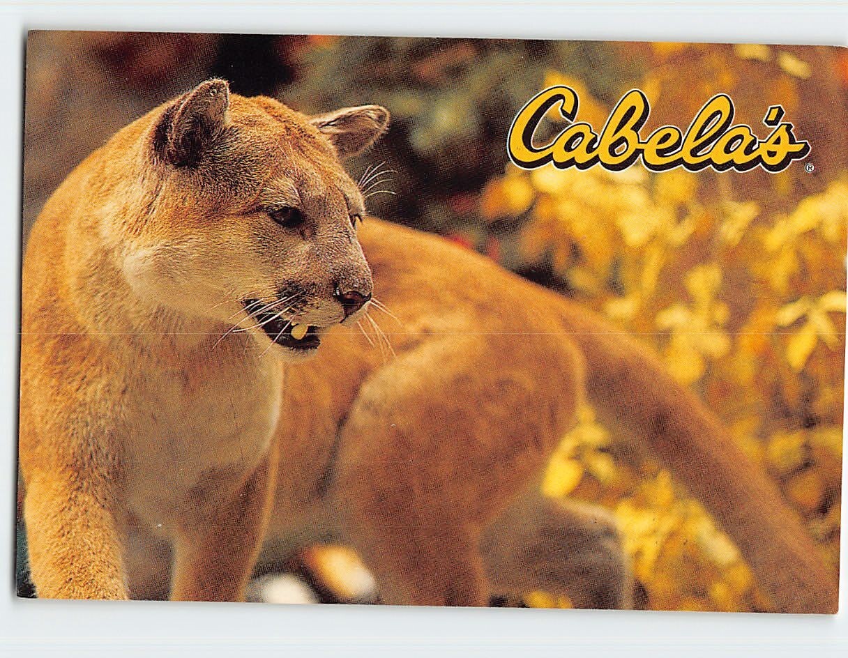 Postcard Cougars At Cabela's Foremost Outfitter USA