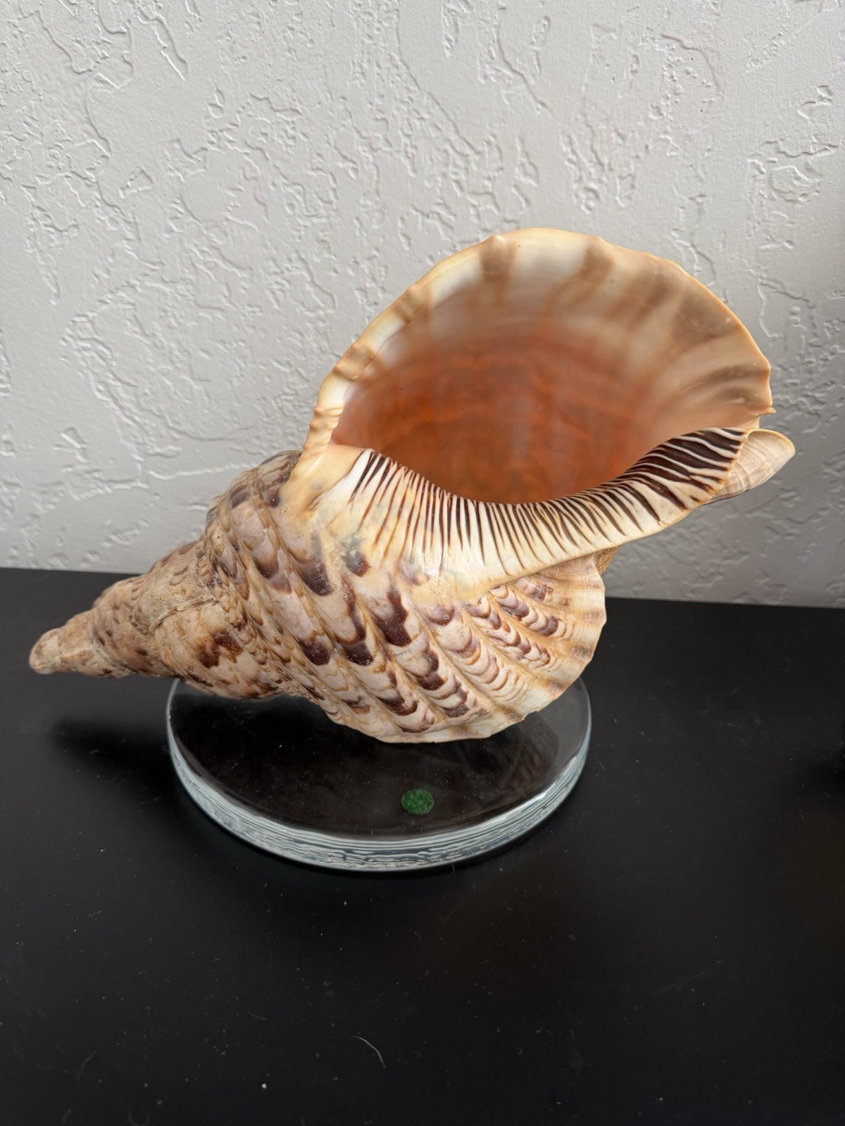Charonia tritonis 14” Giant Snail shell Specimen Tritons Trumpet Rare Claws