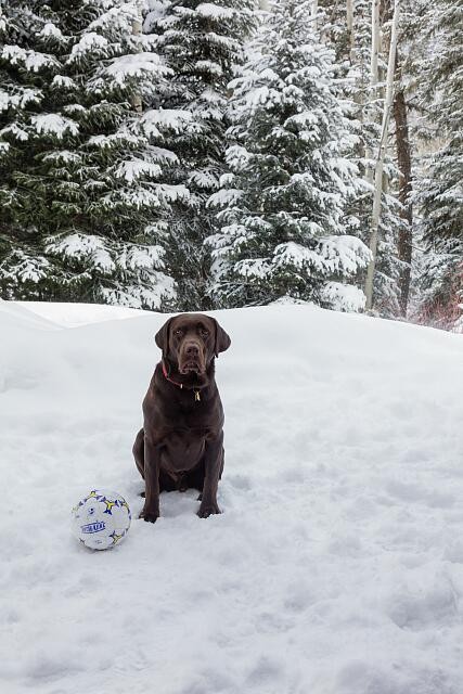 Aspen Colorado 2016 Puka Chocolate Lab with Soccer Ball in Snow Woods
