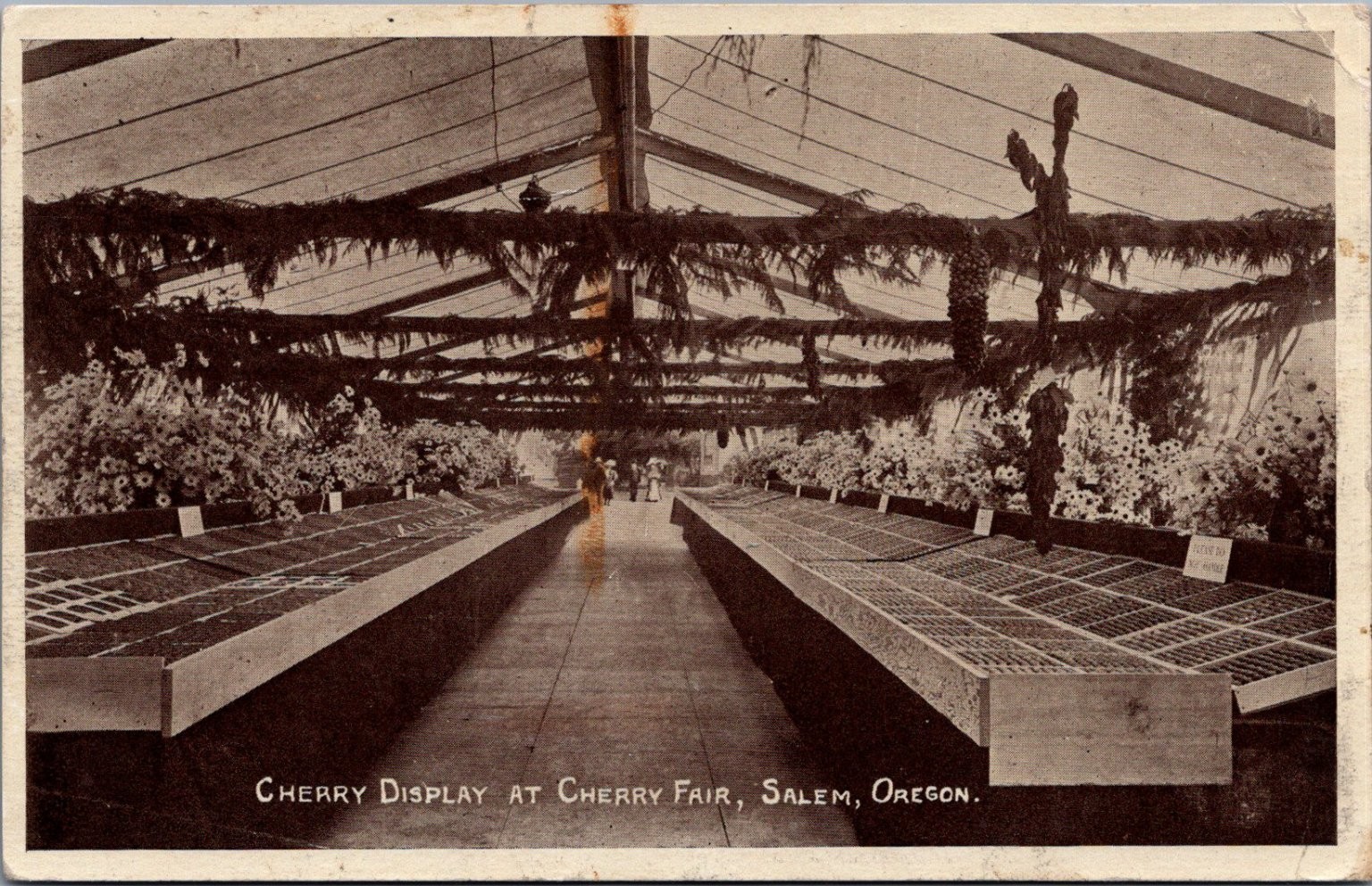 1909 Cherry Fair Salem Oregon Postcard - Cherry Display Greenhouse RPPC