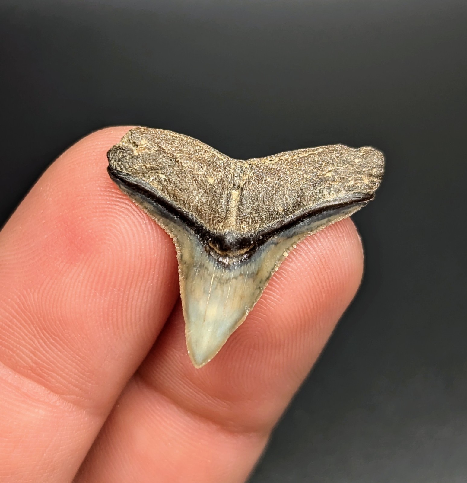 Stunning XL Bull Shark Tooth Venice Florida Gem