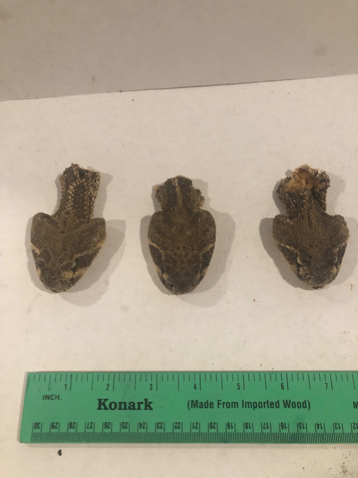 Set of 3 Real Western Diamondback Stuffed Rattlesnake Heads Taxidermy Closed