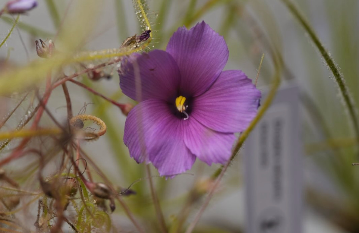 Byblis Gigantea 8+ Seeds Rainbow Carnivorous Plant