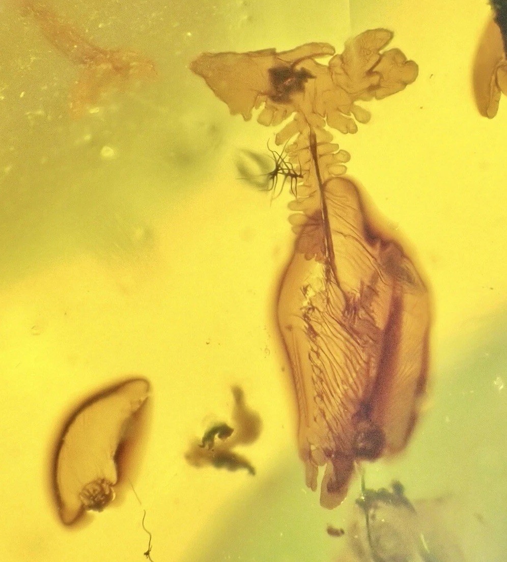 MULTIPLE CRETACEOUS MUSHROOM 🍄99MYO Burmite Amber Fossil Bug Fungi DINOSAUR AGE