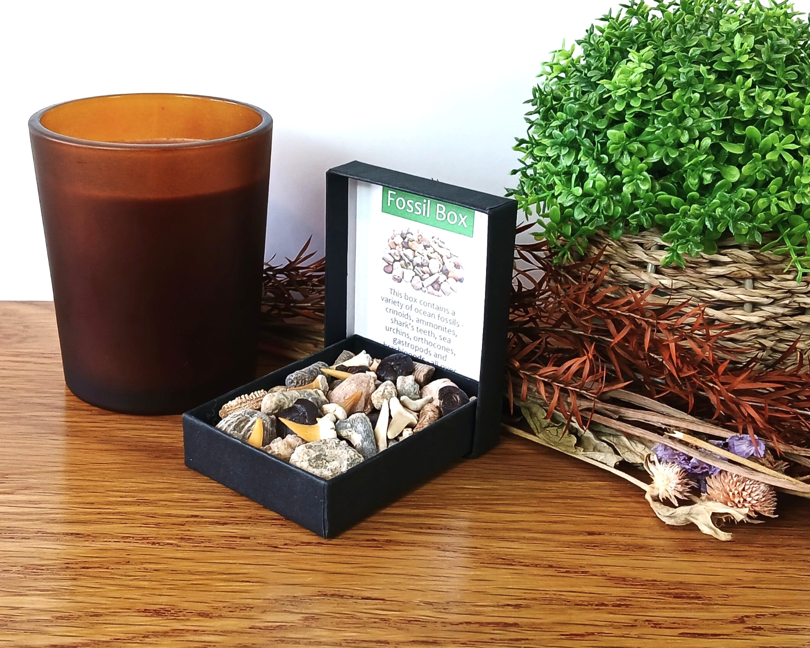 100% Genuine Fossil Box Selection 40+ Shark Teeth Ammonites Gastropod + More