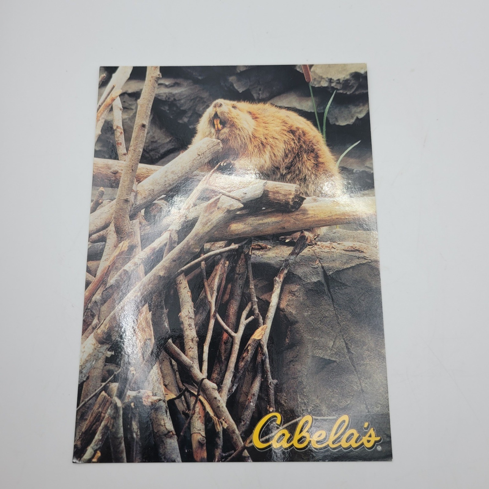Cabelas Beaver Postcard Dundee Michigan Wildlife Nature Photo Bill Diers