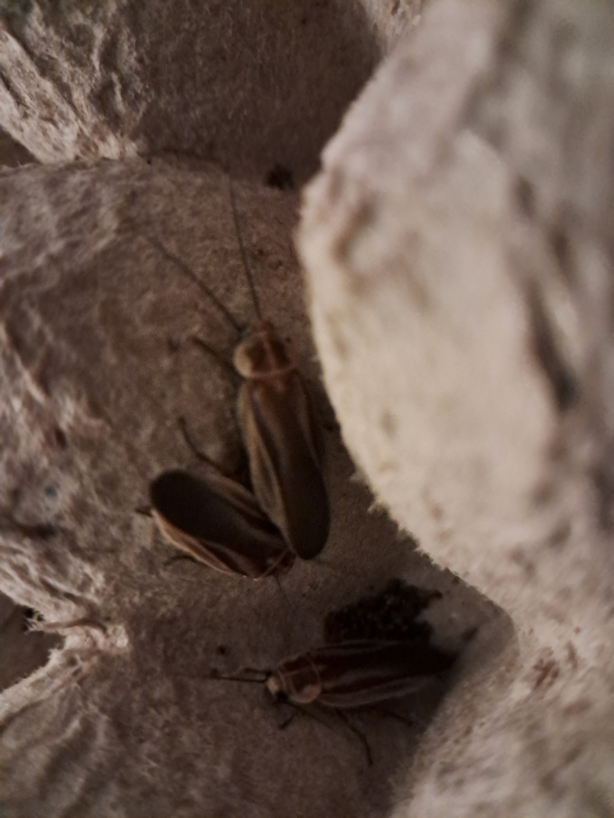 Firefly Mimic Roach Starter Culture 10 Ct
