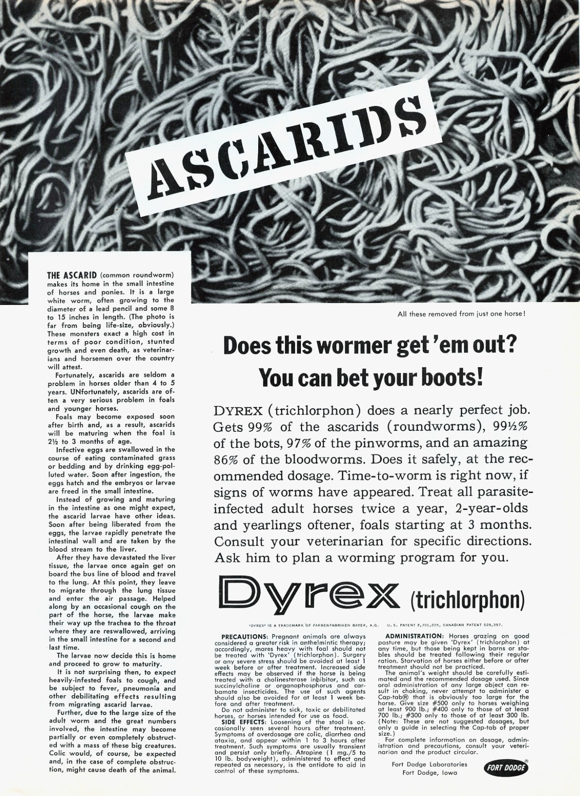 Dyrex by Fort Dodge Controls Ascarids (Common Round Worms) 1963 Vtg Mag Print Ad