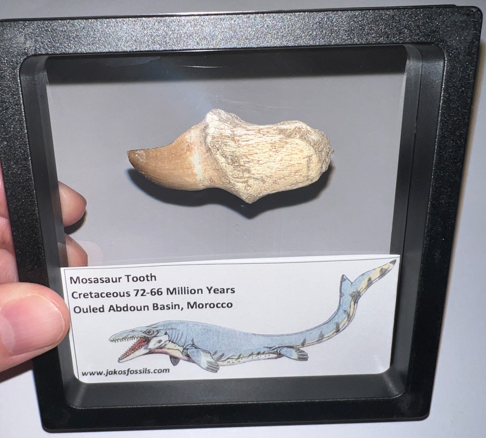 FRAMED LARGE MOSASAUR Fossil Tooth Lot Dinosaur Era Marine Reptile One per Order