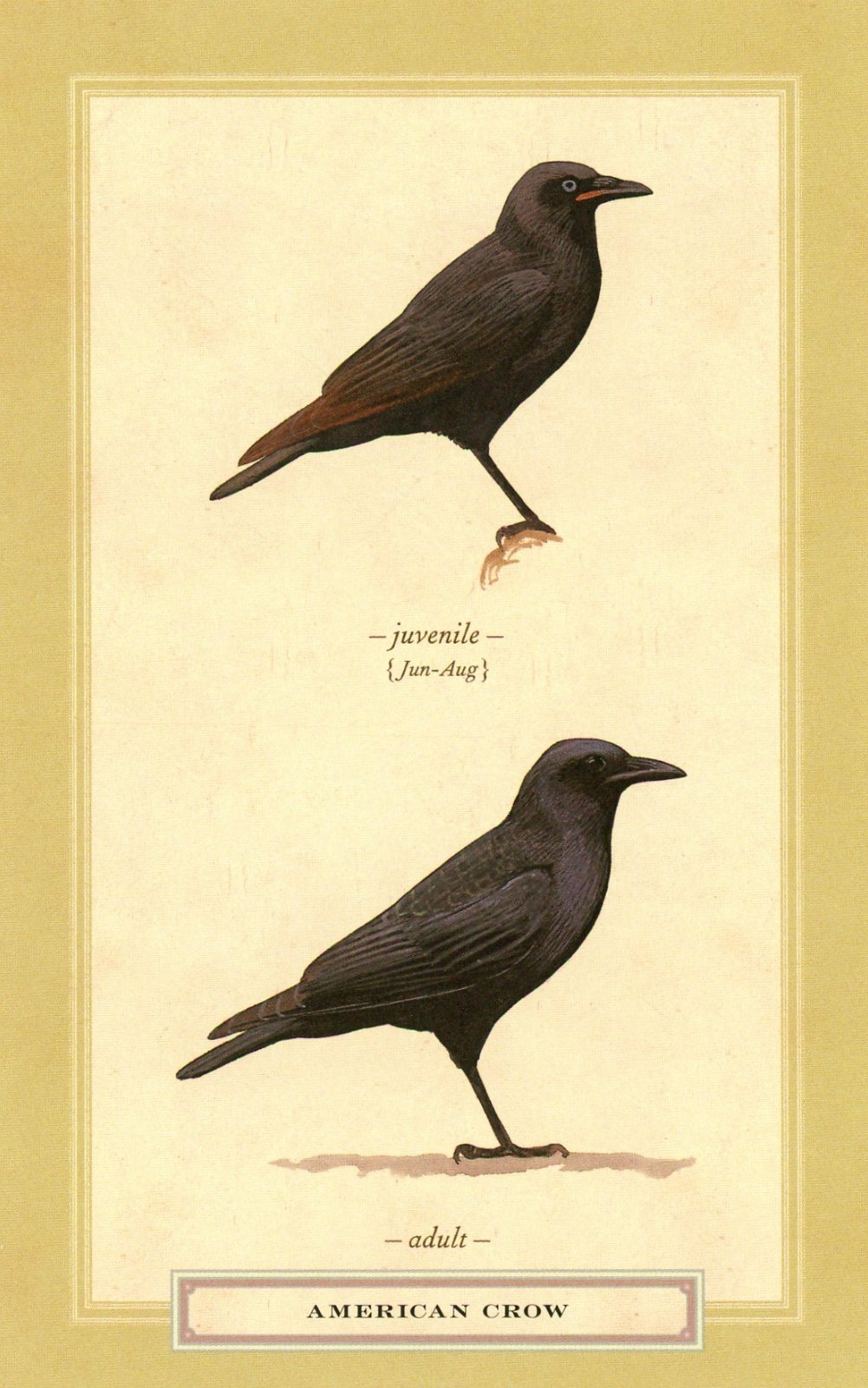 American Crow, David Sibley (American, 1961-) --New POSTCARD