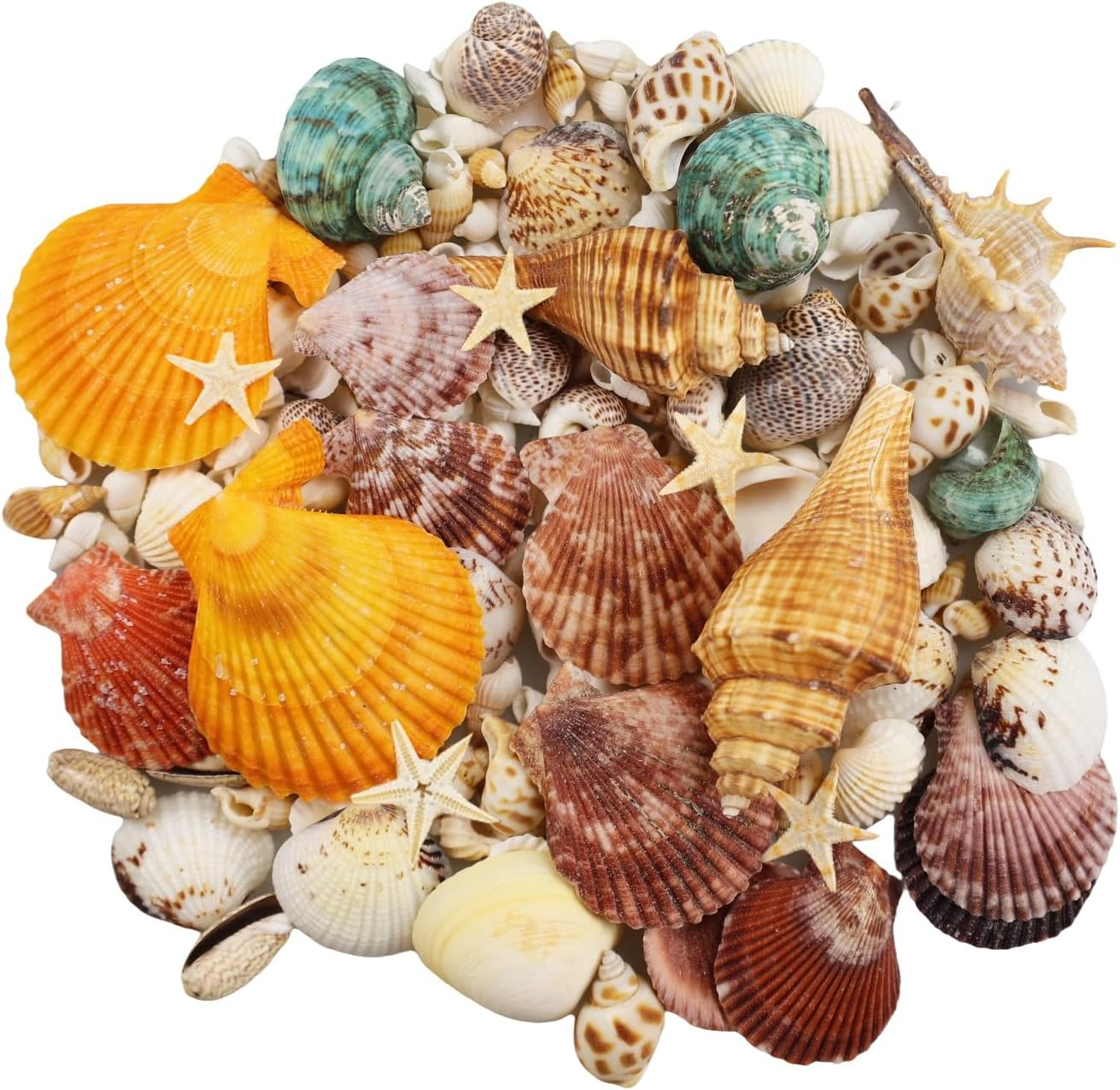 135 PCS Sea Shells Mixed Beach Seashells Starfish, Colorful Various Sizes Natura