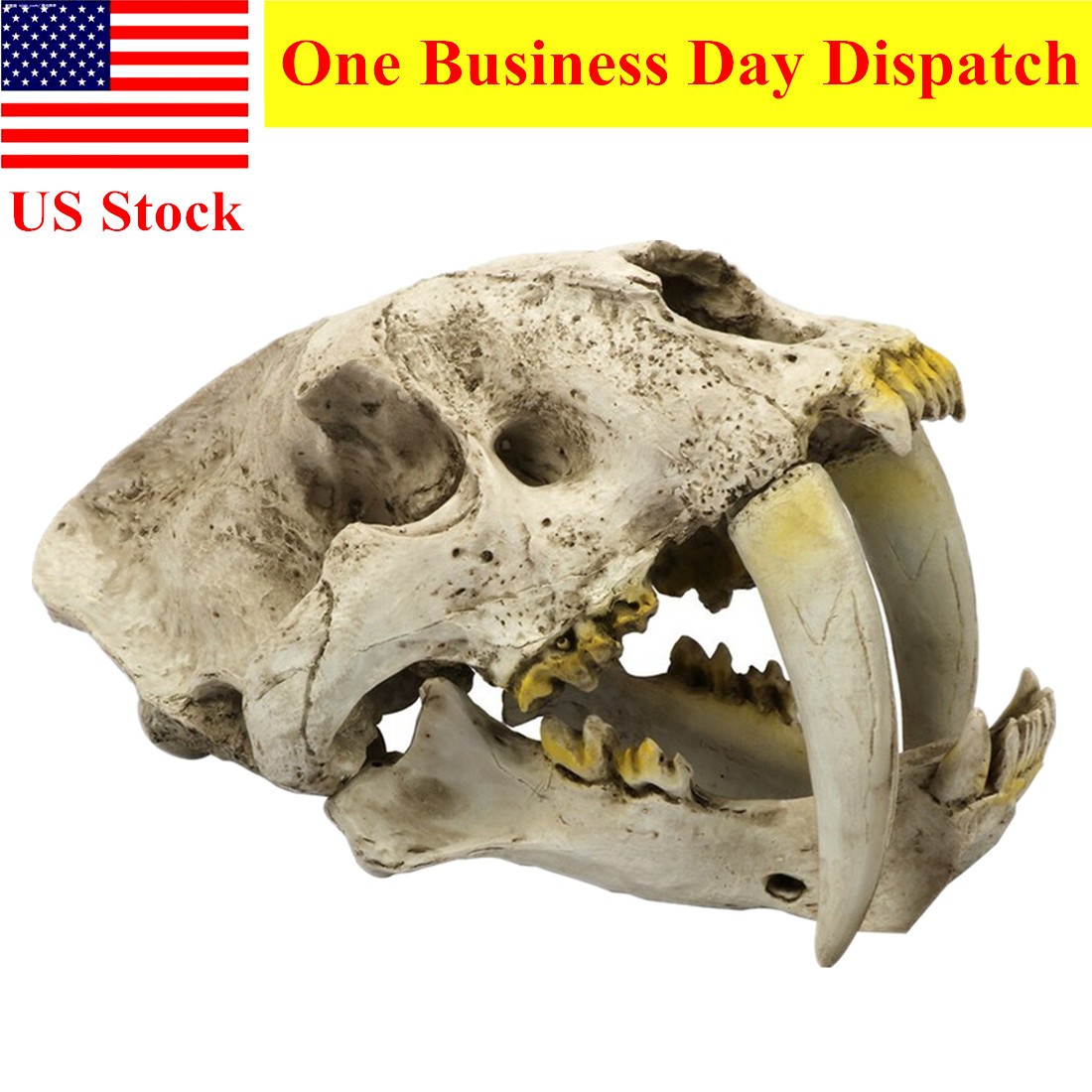 Resin Smilodon Skull Model Life Size 1:1 Replica Sabertooth Tiger Head Halloween