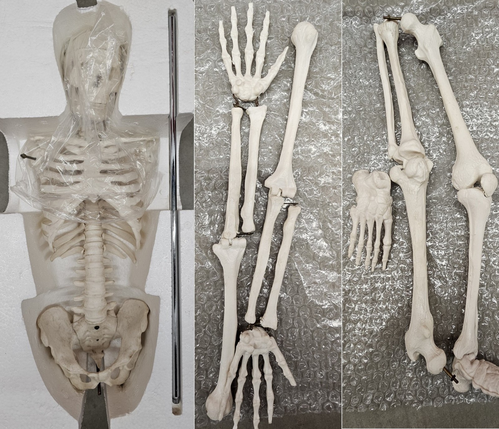 NEW (Vintage) Antique Display Skeleton 33” tall Searle Pfizer + Base COLLECTIBLE