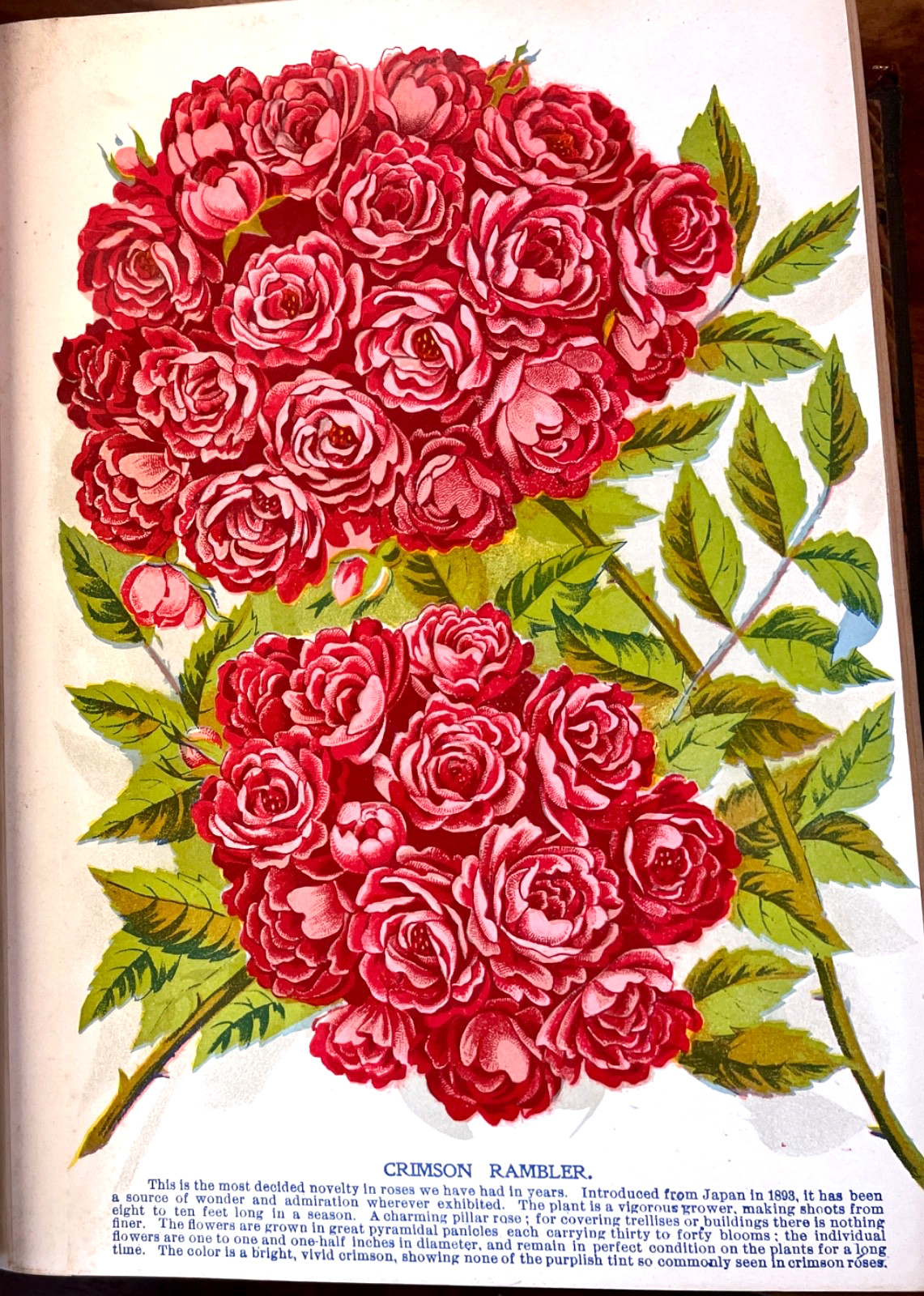 Antique Botanical Garden Archive 70 Color Plates Nursery Landscape Photos c1900