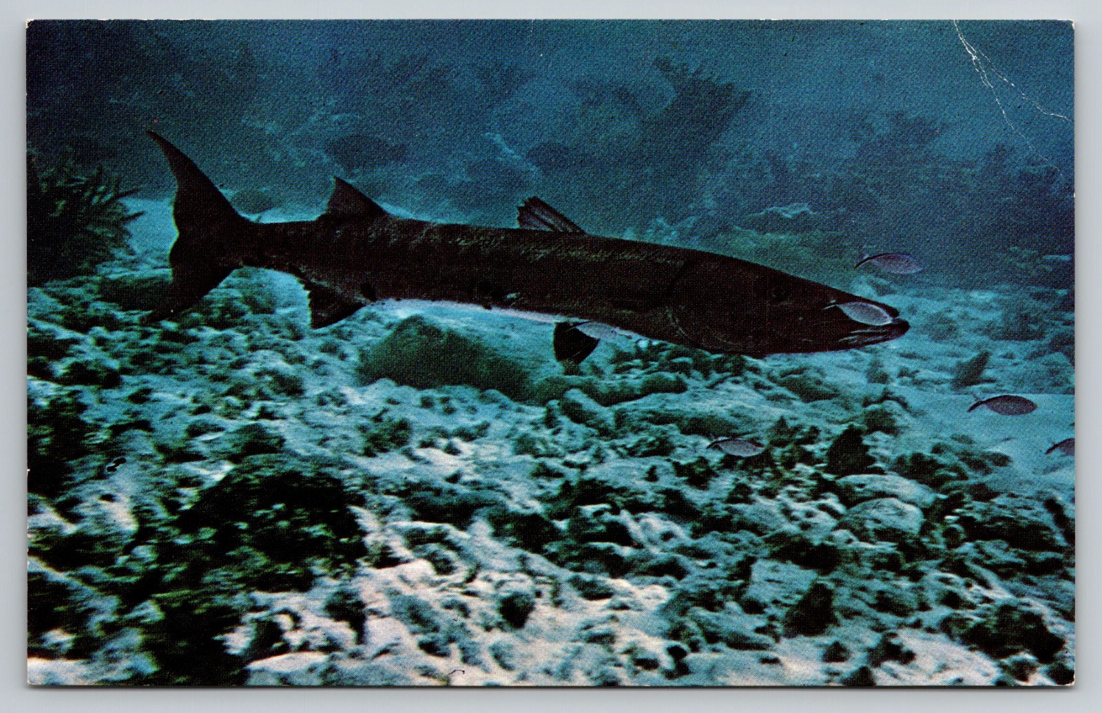 Florida Keys Barracuda Game Fishing FL Postcard