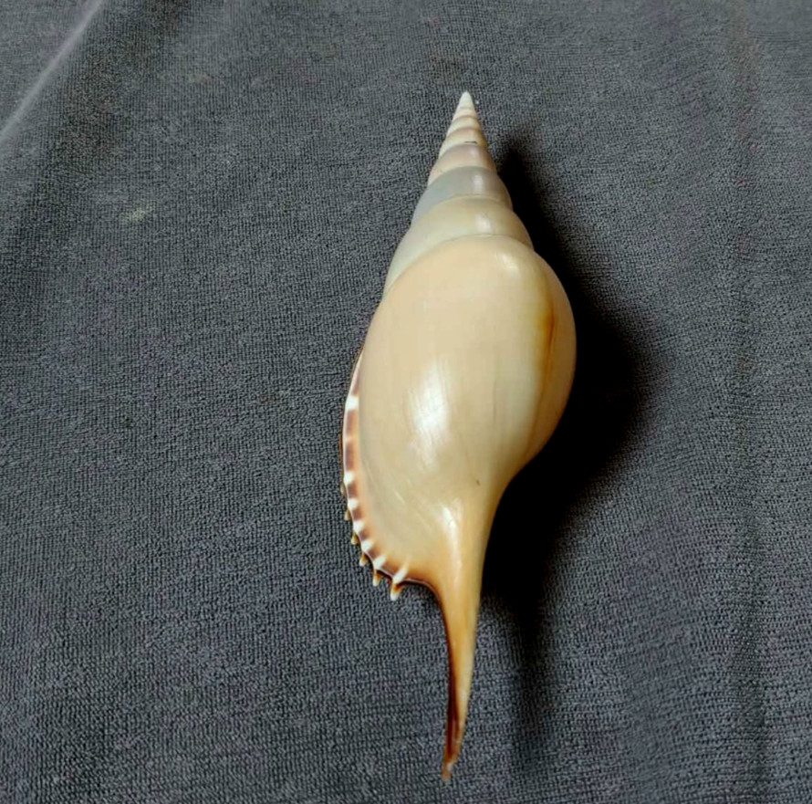 Tibia martinii 154mm F+++ BIG SIZE 6 inches nice collection WOW