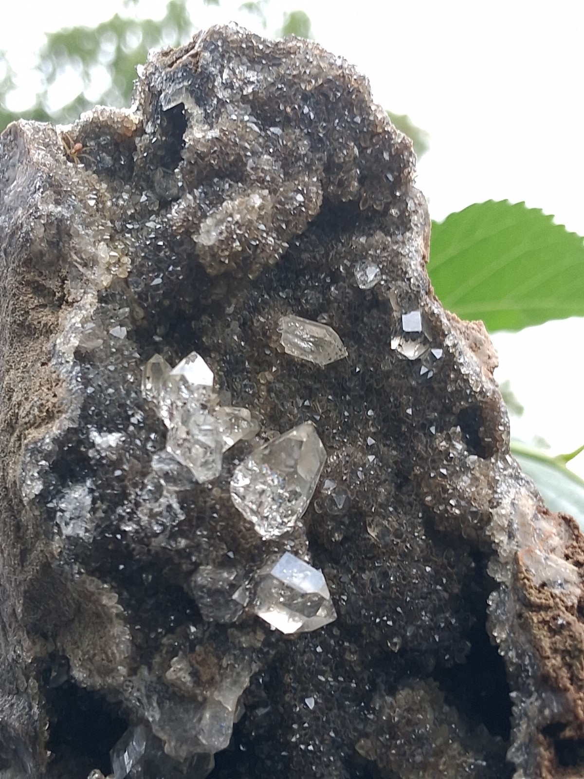 💯 Natural Herkimer 💎s Perchers On Rare Dark Druze 
