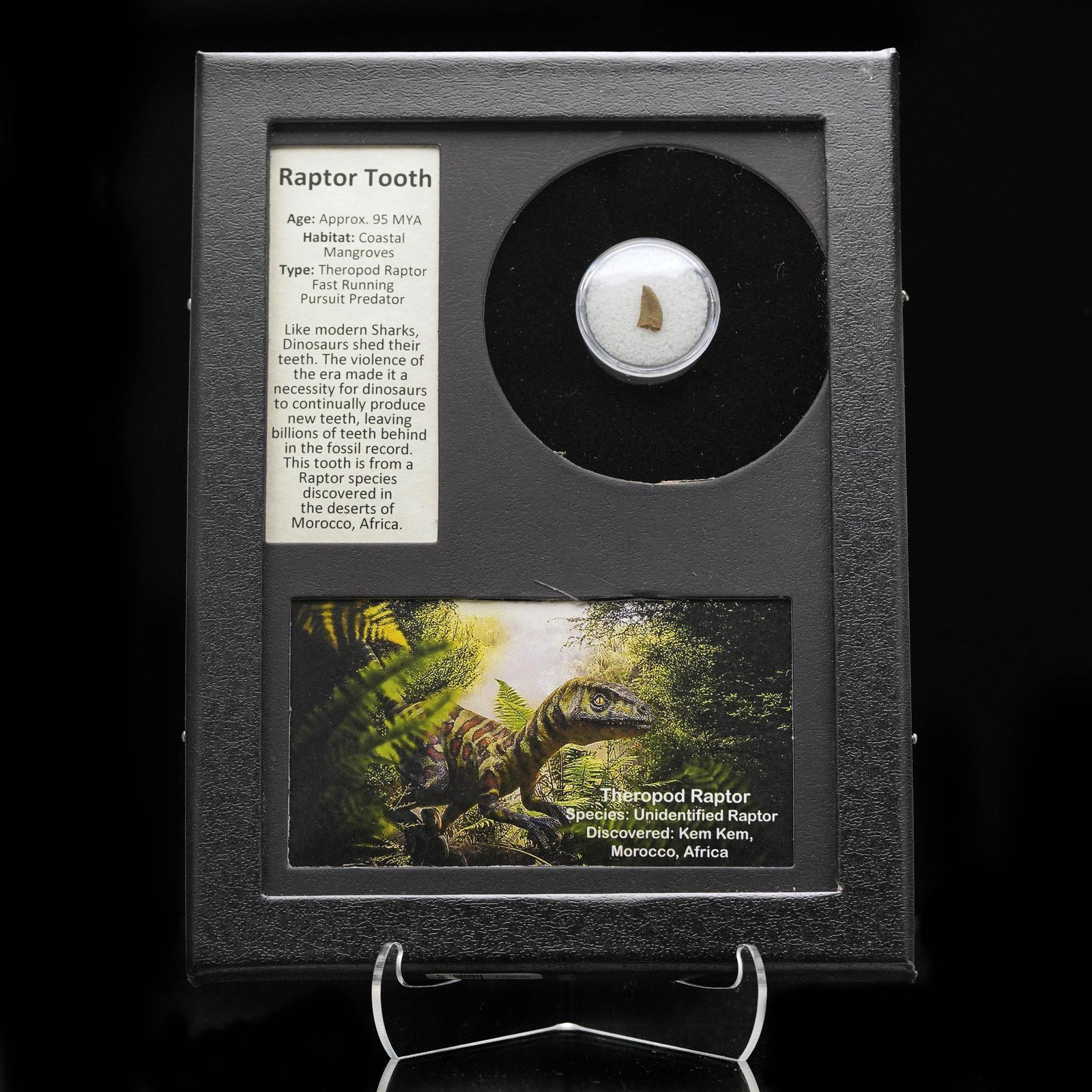 Authentic Raptor Tooth Fossil in Collector’s Display Box