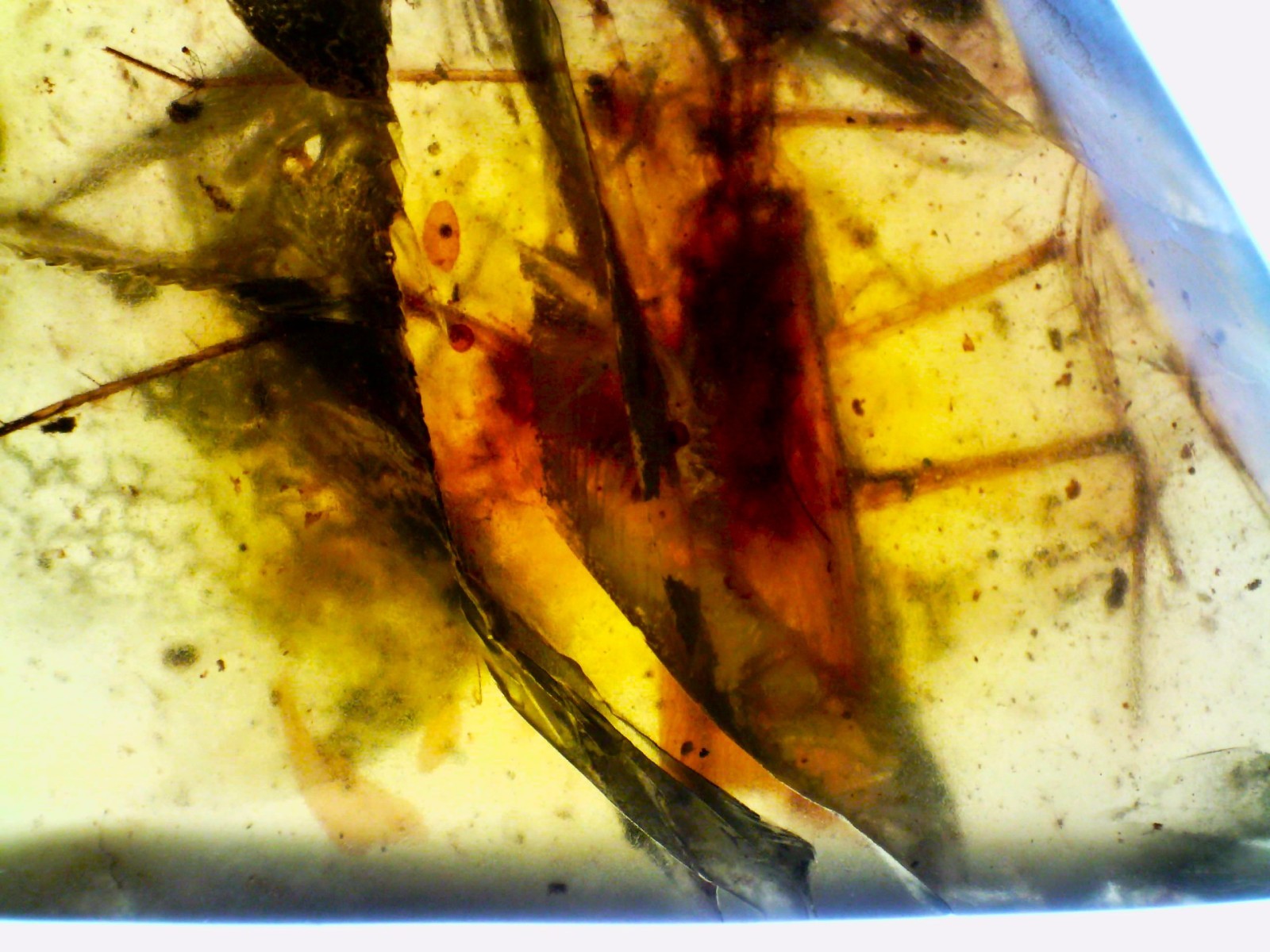 Dinosaur age Fossil Burmite AMBER SUPER RARE PREDATORY ROACH Authenticity Tested