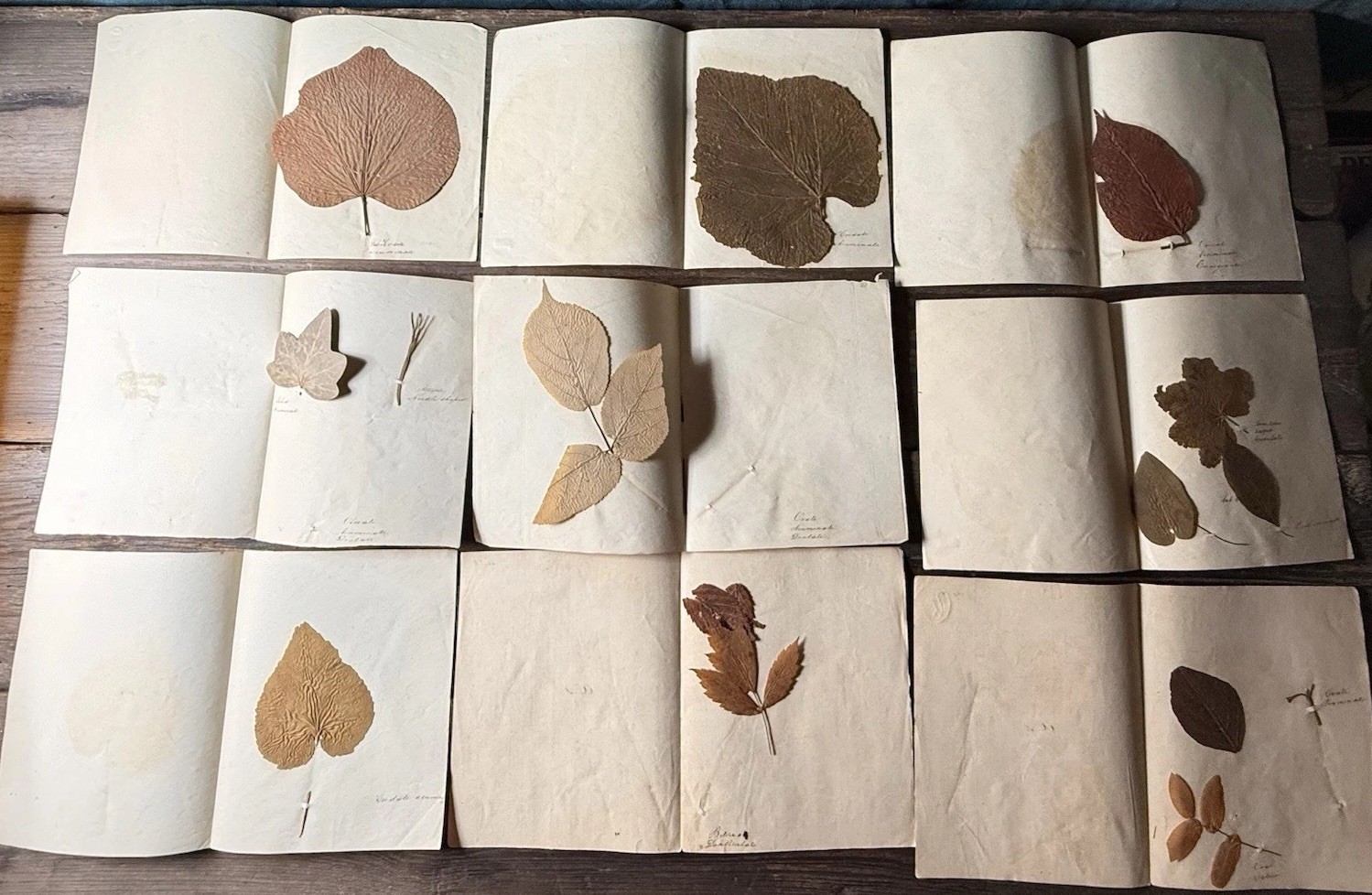 Antique 19th C Botanical Study Sheets Herbarium Pressed Leaves Southworth