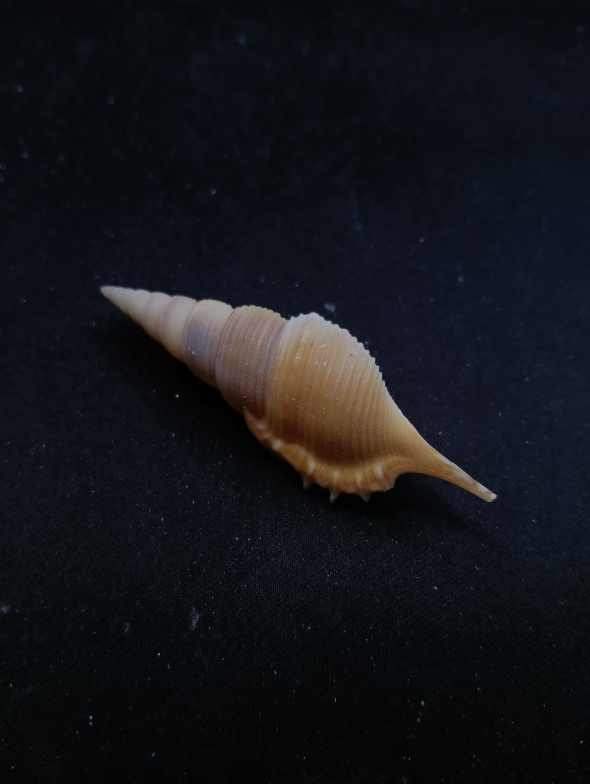 Tibia powisi 66mm seashell Sea shell. Beach #14351