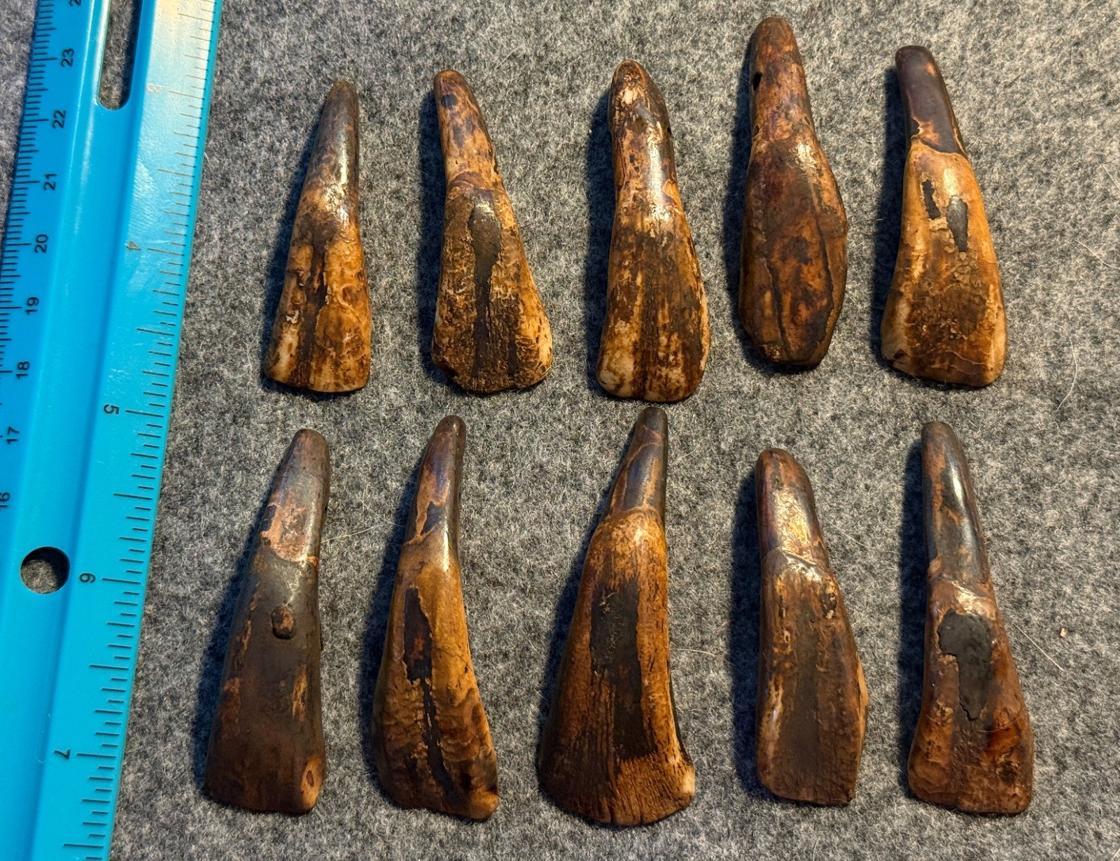 10 Original 1800's Drilled Buffalo Teeth Native American Indian Sioux