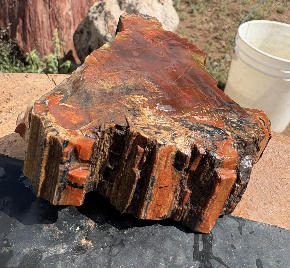 ☘️RR⛏️: Top Quality Arizona Rainbow Petrified Wood 1.75 Lb 🌈