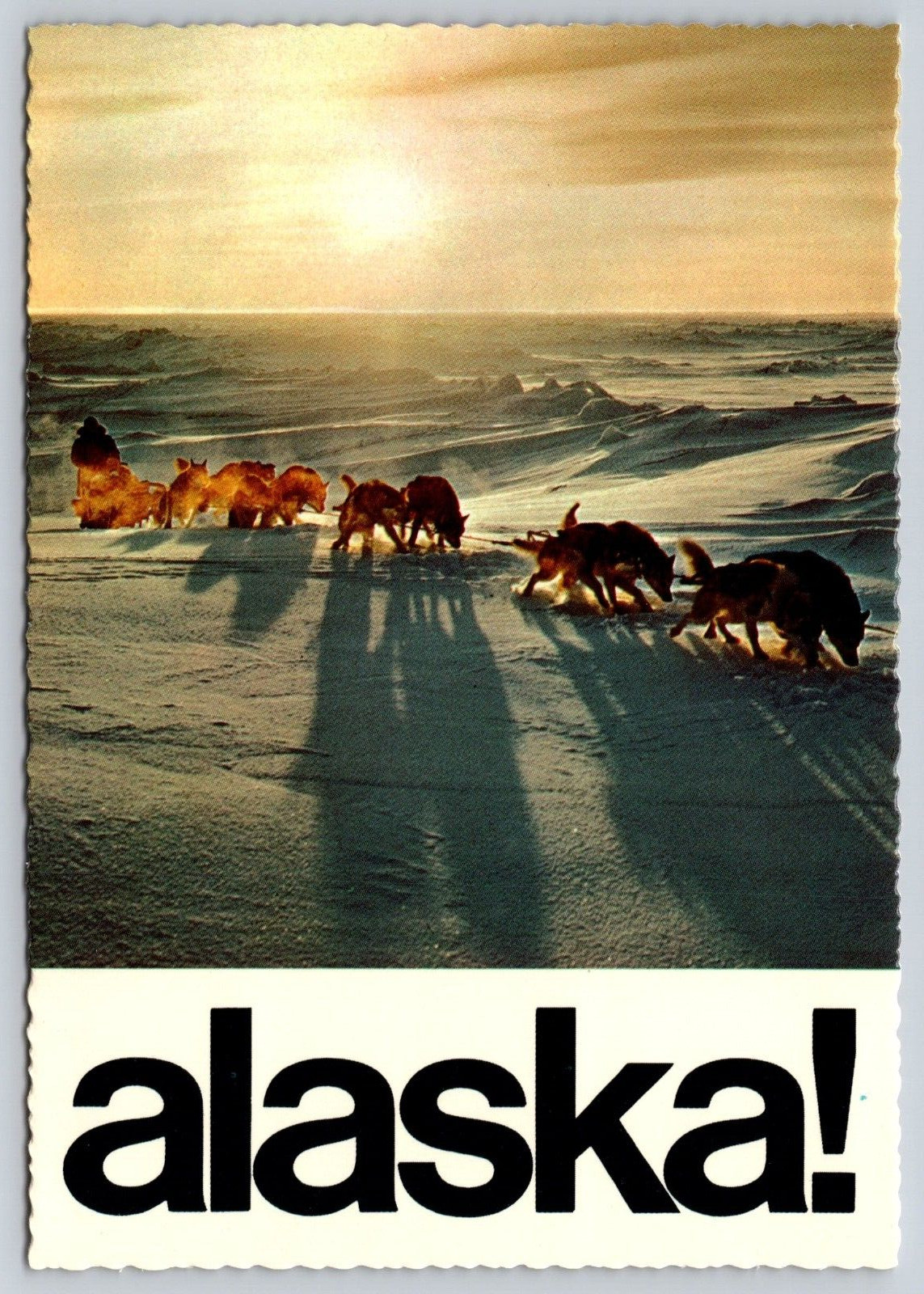 Postcard Alaska Arctic Survival Eskimo His Dogs Sled Photo Bob & Ira Spring